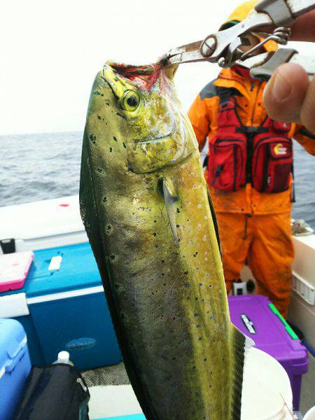 ブルドック 釣果