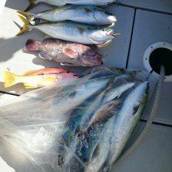 エンペラー 釣果