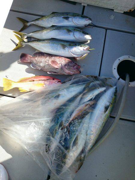 エンペラー 釣果