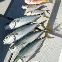 エンペラー 釣果