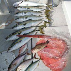 エンペラー 釣果