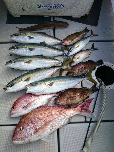 エンペラー 釣果