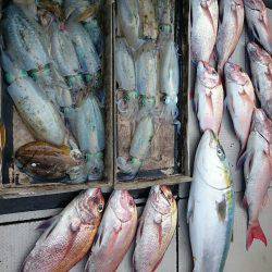 ブルースフィッシングサービス 釣果