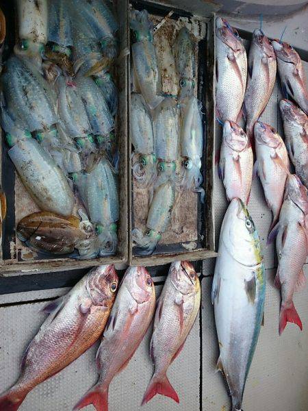 ブルースフィッシングサービス 釣果