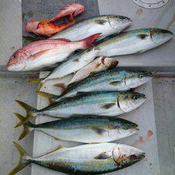 エンペラー 釣果