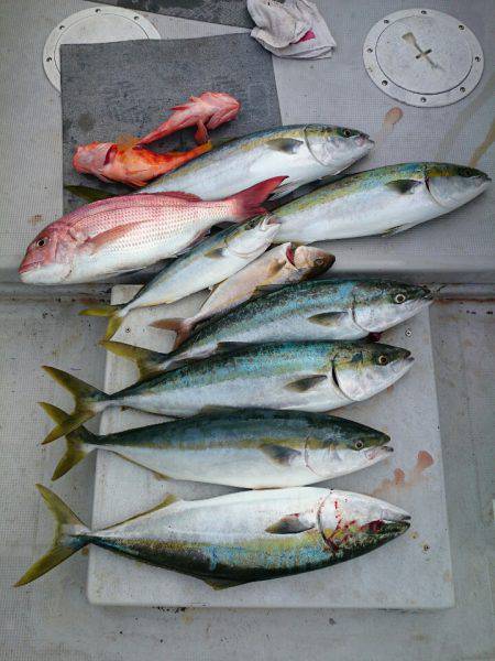 エンペラー 釣果