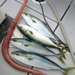 エンペラー 釣果