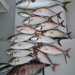 エンペラー 釣果