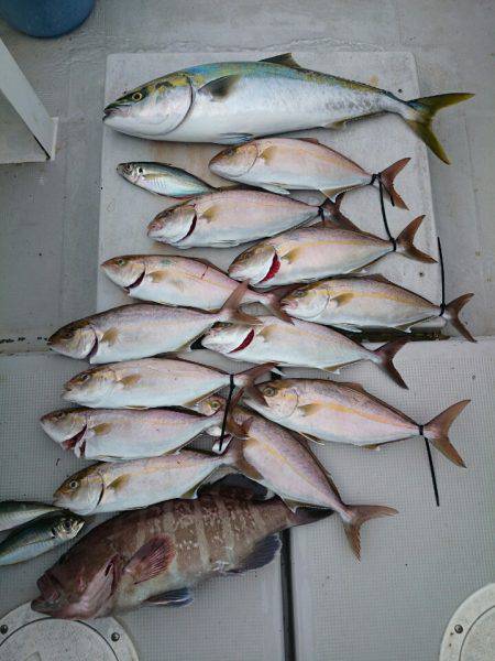 エンペラー 釣果