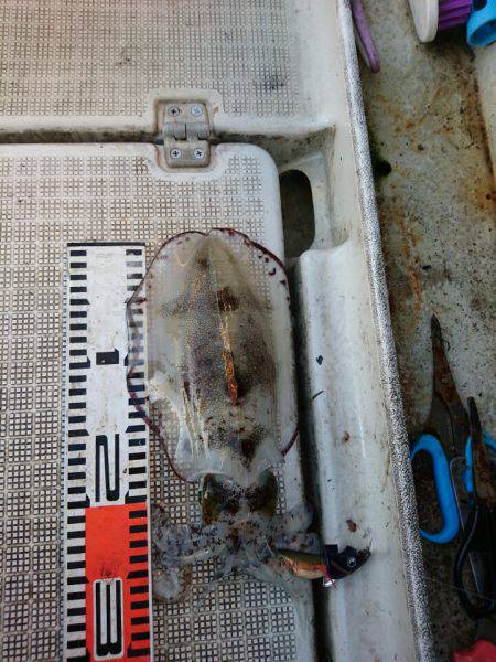 ARCADIAⅡ （アルカディアⅡ） 釣果…