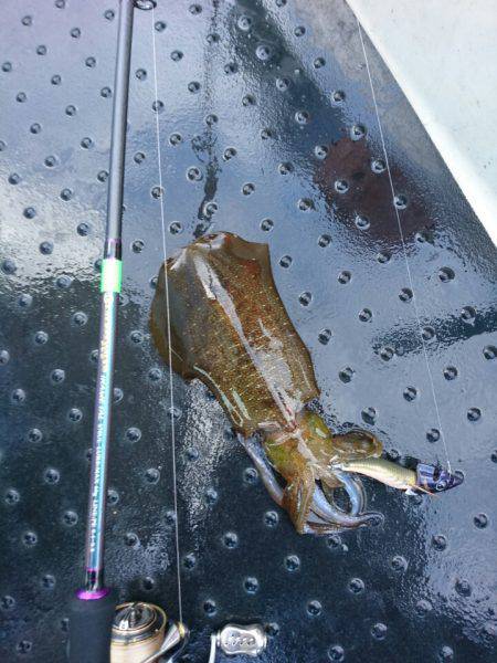 ARCADIAⅡ (アルカディアⅡ) 釣果