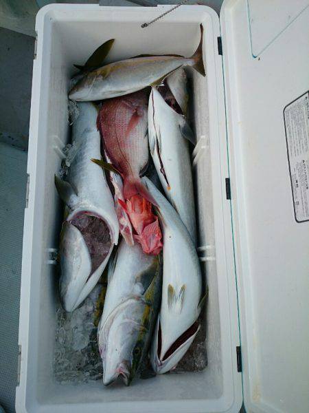 エンペラー 釣果