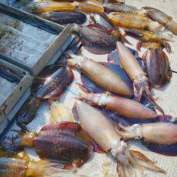 ブルースフィッシングサービス 釣果