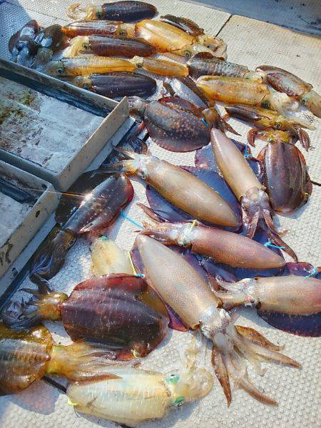 ブルースフィッシングサービス 釣果