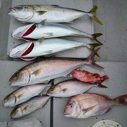 エンペラー 釣果