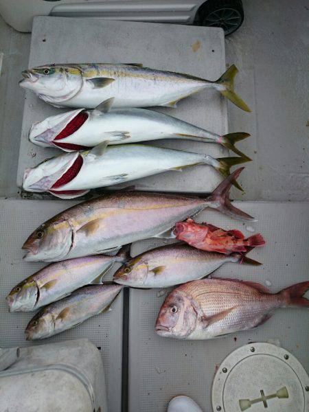 エンペラー 釣果