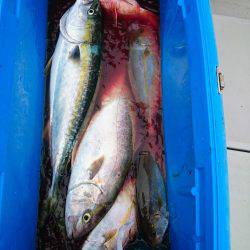 エンペラー 釣果