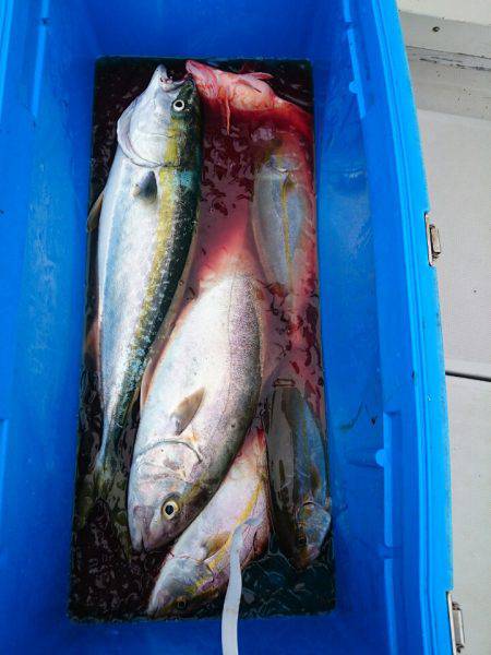 エンペラー 釣果