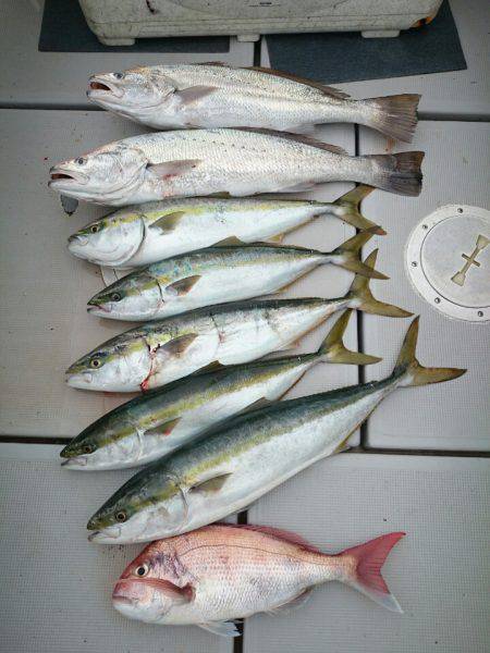 エンペラー 釣果