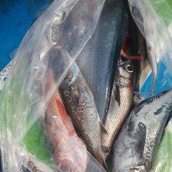 丸万釣船 釣果