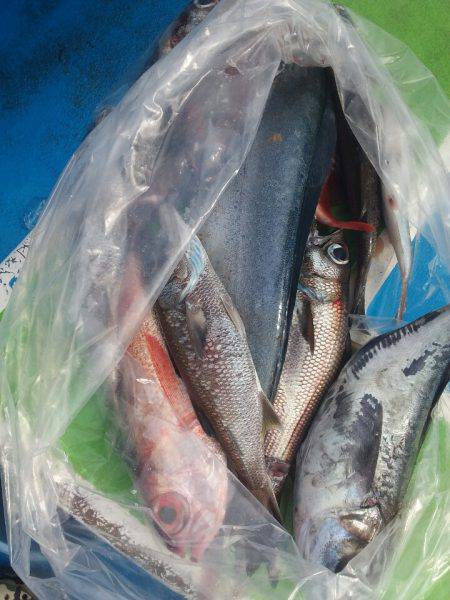 丸万釣船 釣果