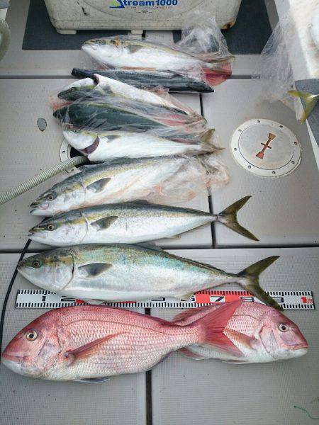 エンペラー 釣果