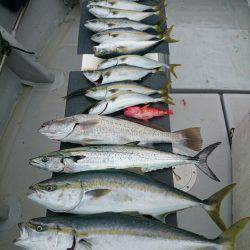 エンペラー 釣果