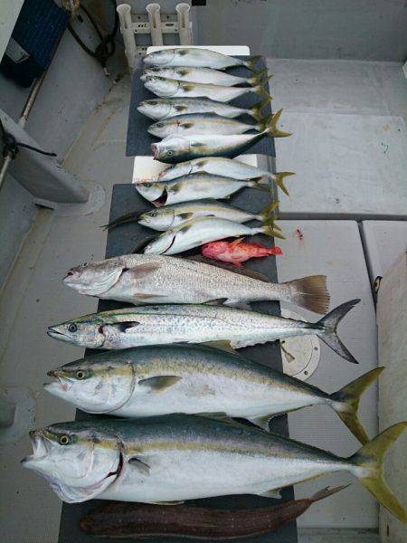 エンペラー 釣果