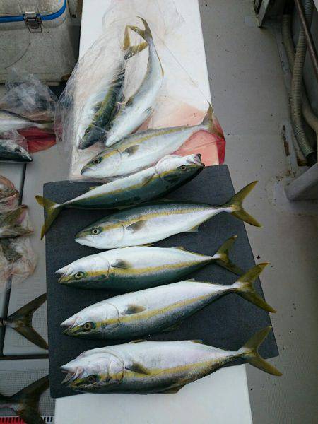 エンペラー 釣果