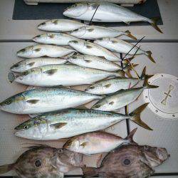 エンペラー 釣果