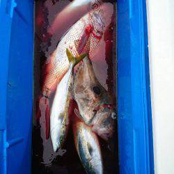 エンペラー 釣果