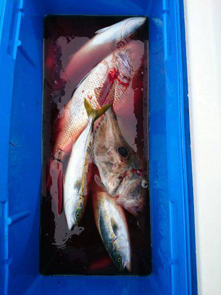 エンペラー 釣果