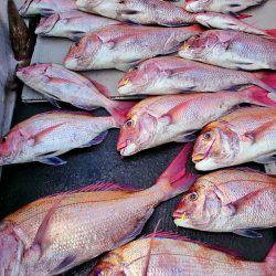 ブルースフィッシングサービス 釣果