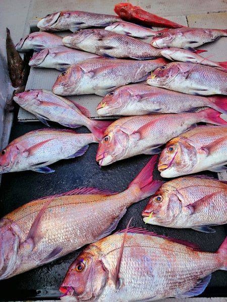 ブルースフィッシングサービス 釣果