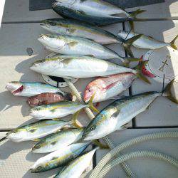 エンペラー 釣果