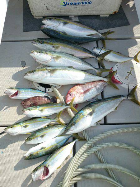 エンペラー 釣果