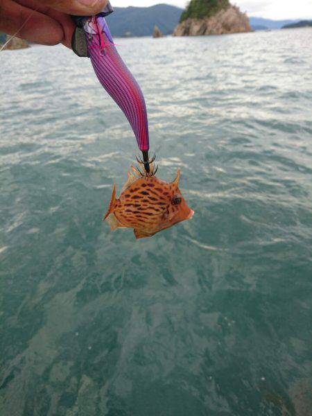 ARCADIAⅡ (アルカディアⅡ) 釣果