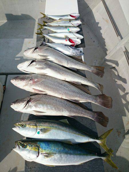 エンペラー 釣果