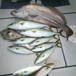 エンペラー 釣果