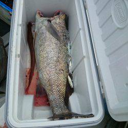 エンペラー 釣果