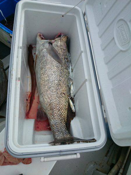 エンペラー 釣果