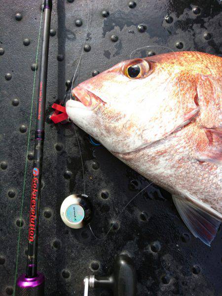 ARCADIAⅡ (アルカディアⅡ) 釣果