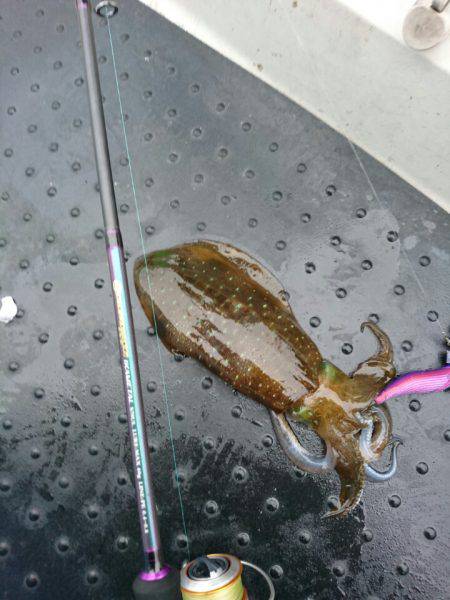 ARCADIAⅡ (アルカディアⅡ) 釣果