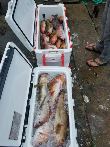 ソルトウォーターガイドフレンズ 釣果