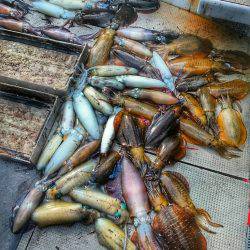 ブルースフィッシングサービス 釣果