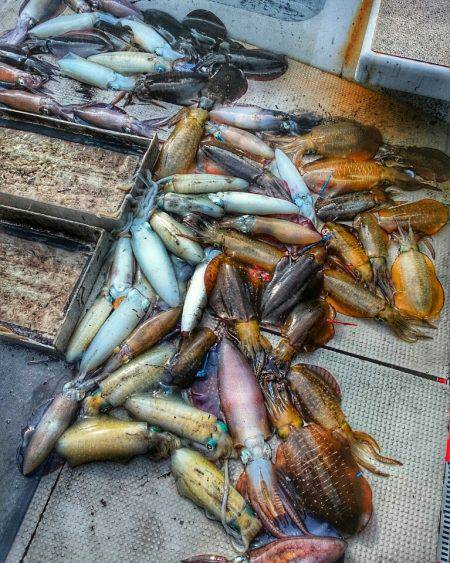 ブルースフィッシングサービス 釣果