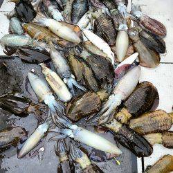 ブルースフィッシングサービス 釣果