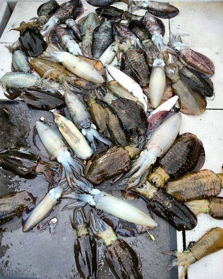 ブルースフィッシングサービス 釣果