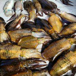 ブルースフィッシングサービス 釣果