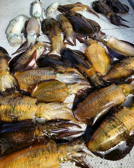 ブルースフィッシングサービス 釣果